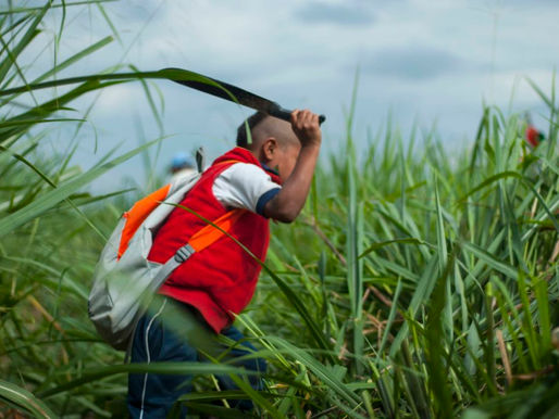 Desalambrar territorios y saberes: Proceso de Liberación de la Madre Tierra y horizonte del wët wët fxi’zenxi (buen vivir)