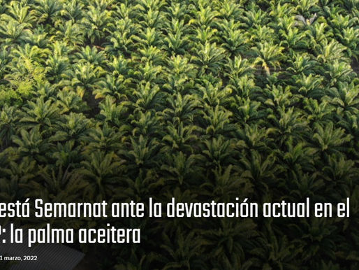 ¿Dónde está Semarnat ante la devastación actual en el sureste?: la palma aceitera