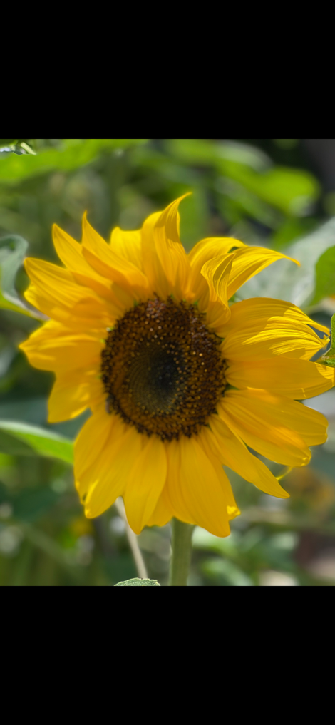 Sunflowers making sunflowers- planting sunflowers in March in San Diego