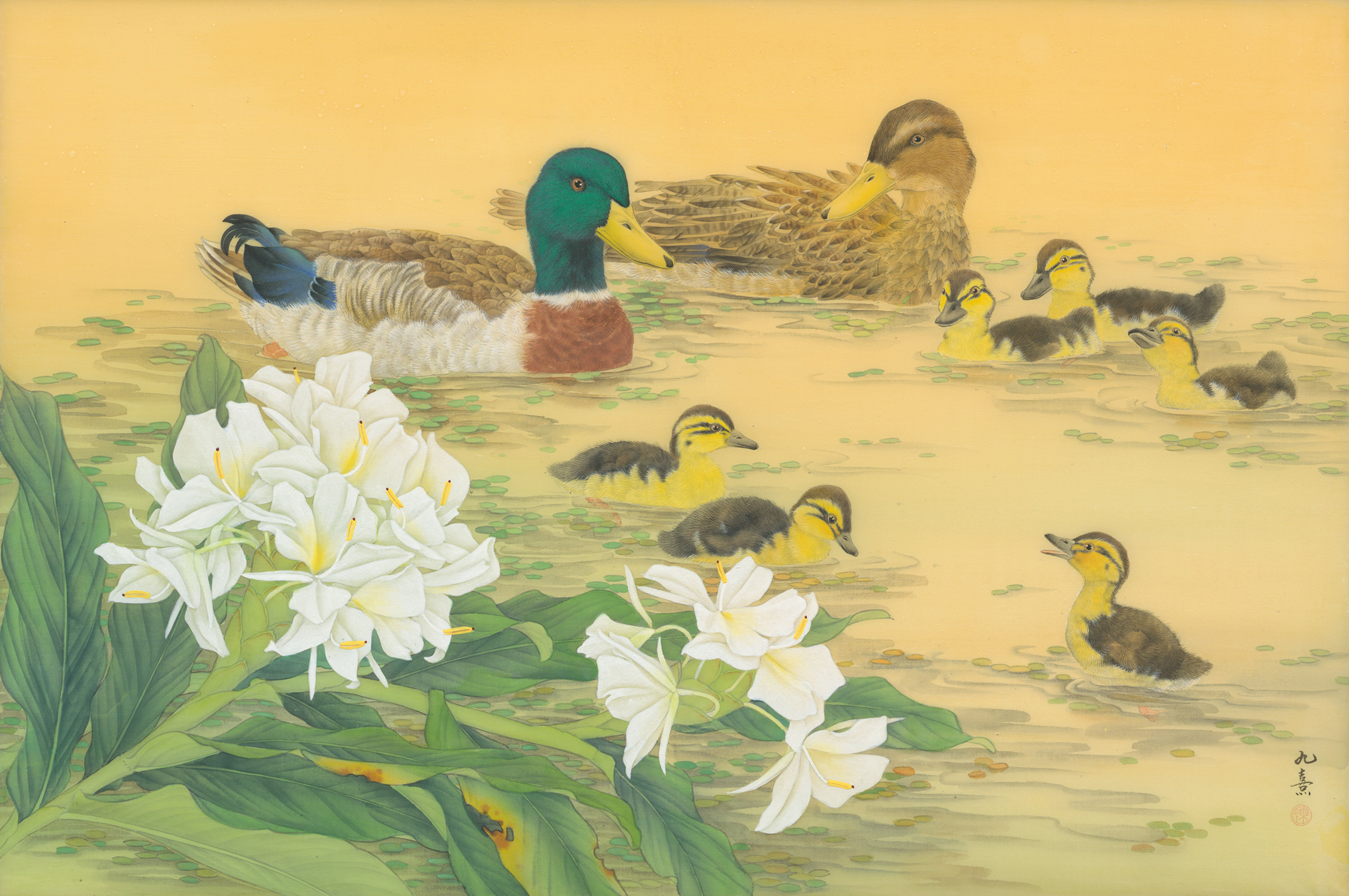 春江水暖鴨先知｜綠頭鴨.野薑花