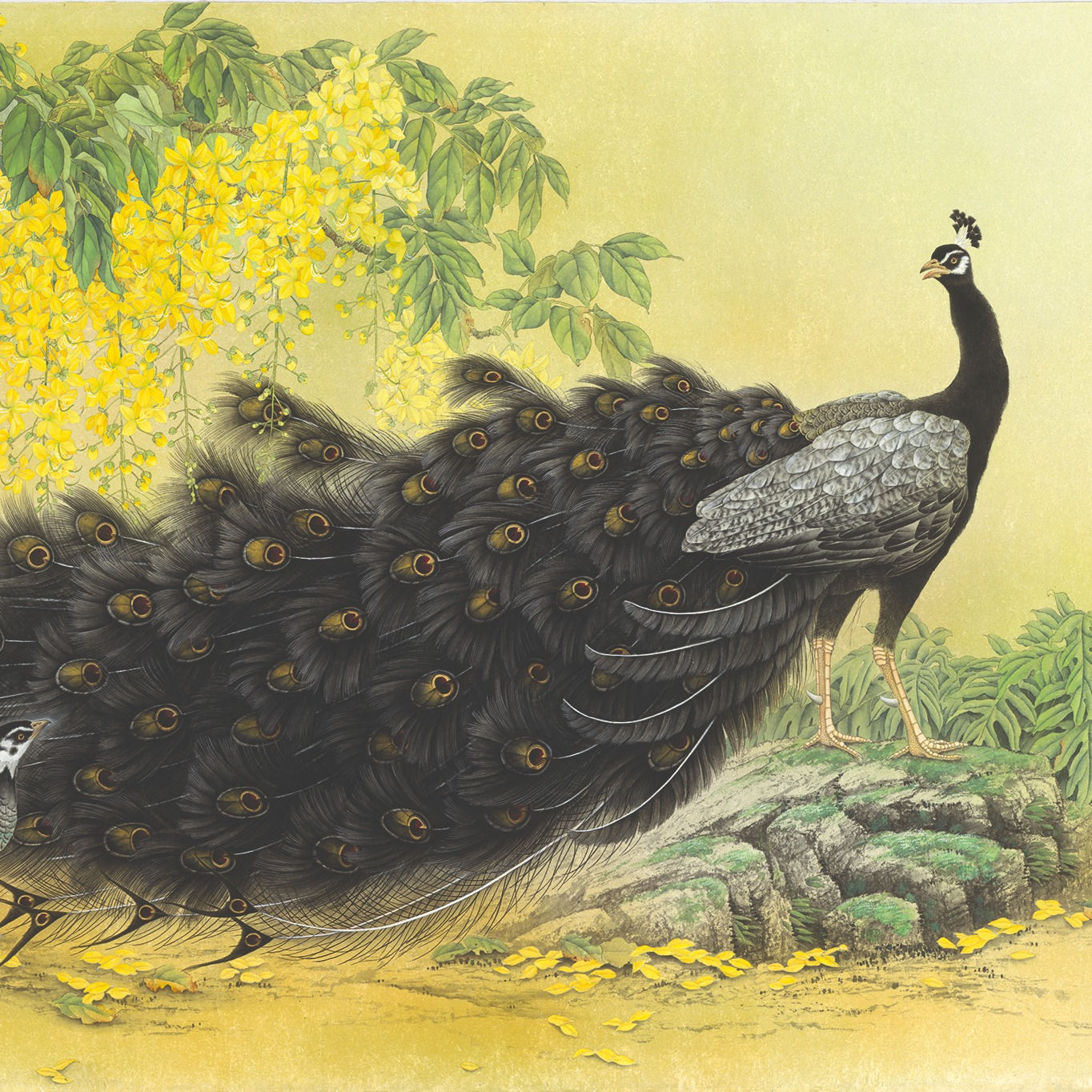 Majestic Aura｜Black Peacock, Laburnum 