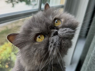 Meet Natty: True Self's Purrfect Companion