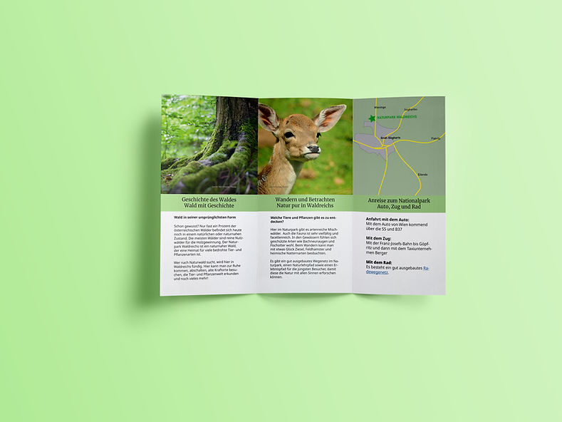Foto des Flyer Mock-ups auf hellgrünem Hintergrund. Man sieht die drei inneren Seiten des Flyers.