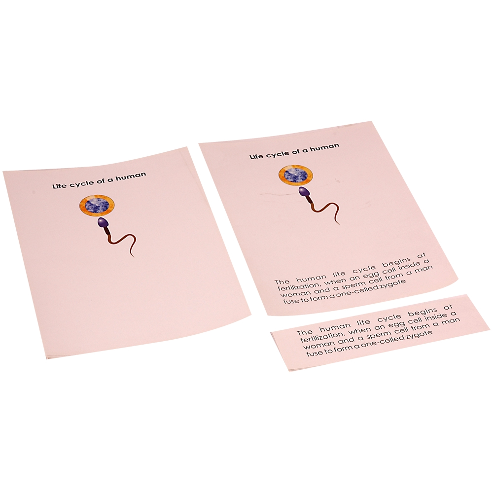 Life Story Frieze of a Human