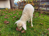 IMG-20221101-WA0014.jpg