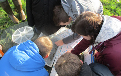 Bug collecting and examining as part of