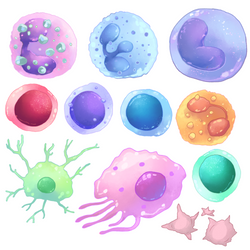 Blood Cells 1