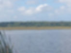 Wild rice ready for gathering