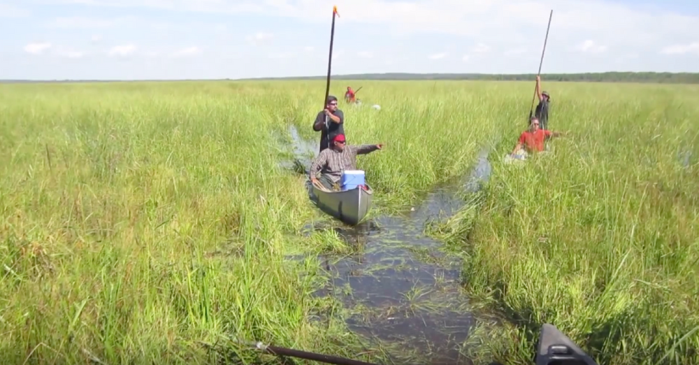 White Earth Reservation Wild Rice Harvest