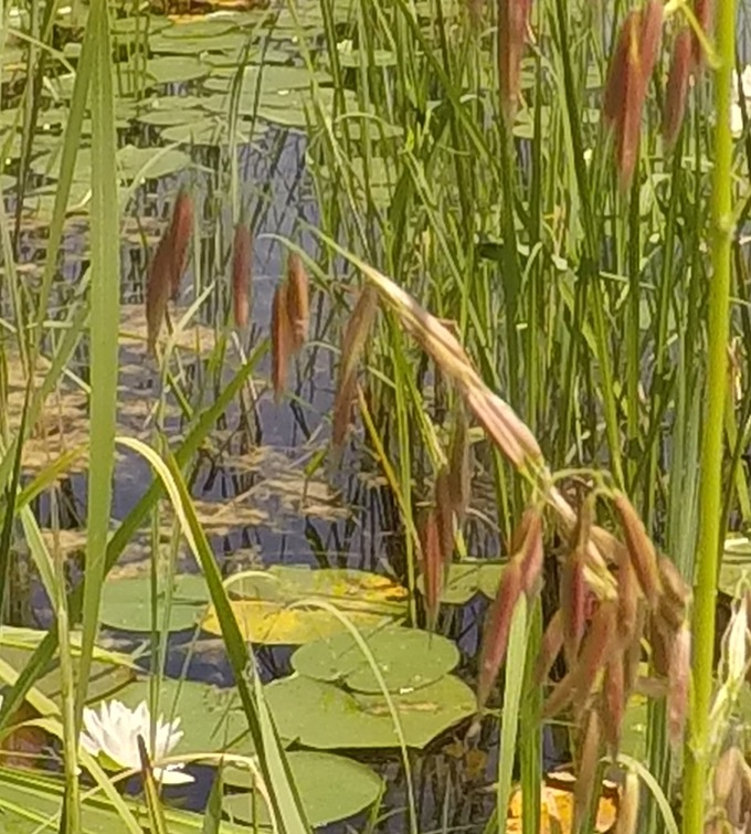Black Duck Wild Rice Cooking Blog
