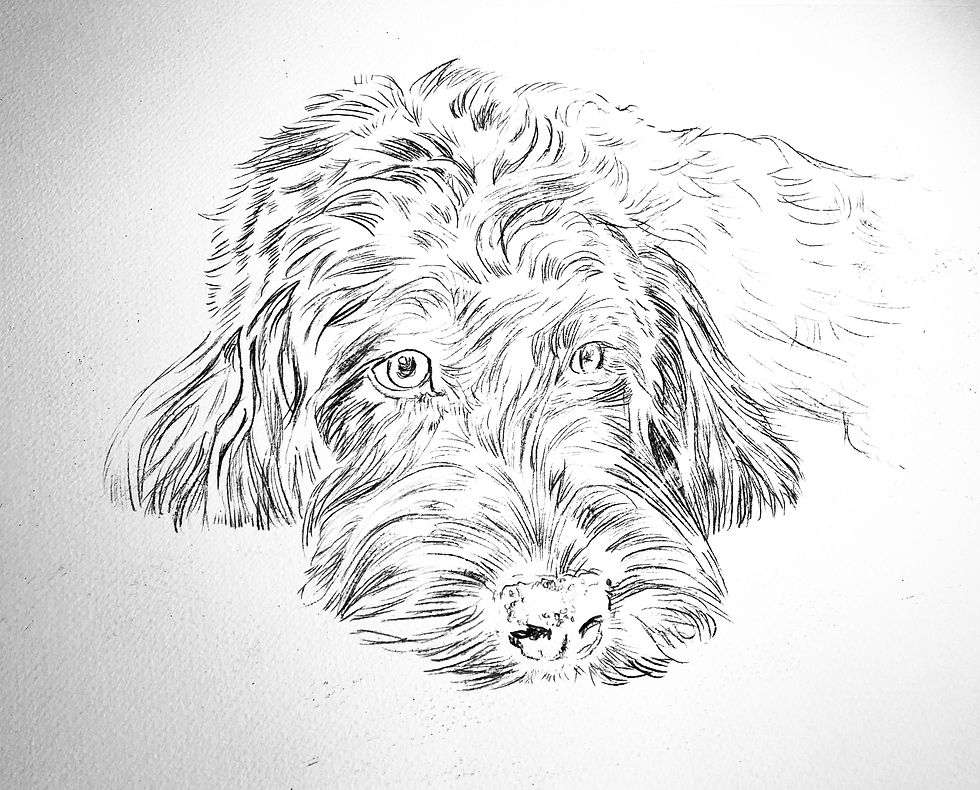 The process of a dog portrait