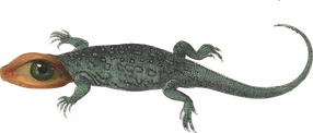 goz.png
