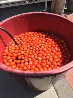 Tomatos1