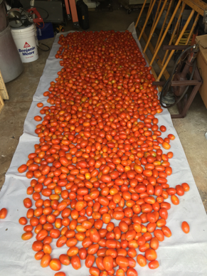 Tomatos2