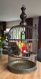 Opgezette vogel in kooi