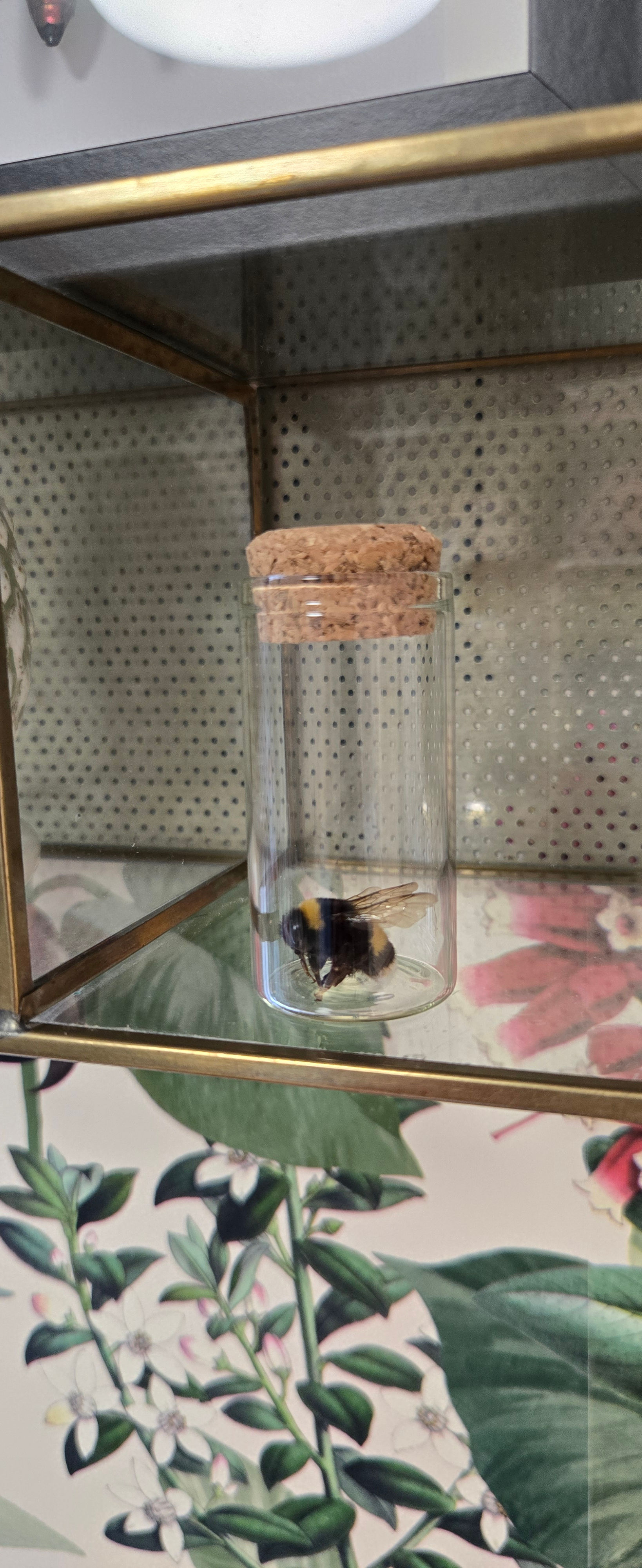 Bijtje in glazen potje