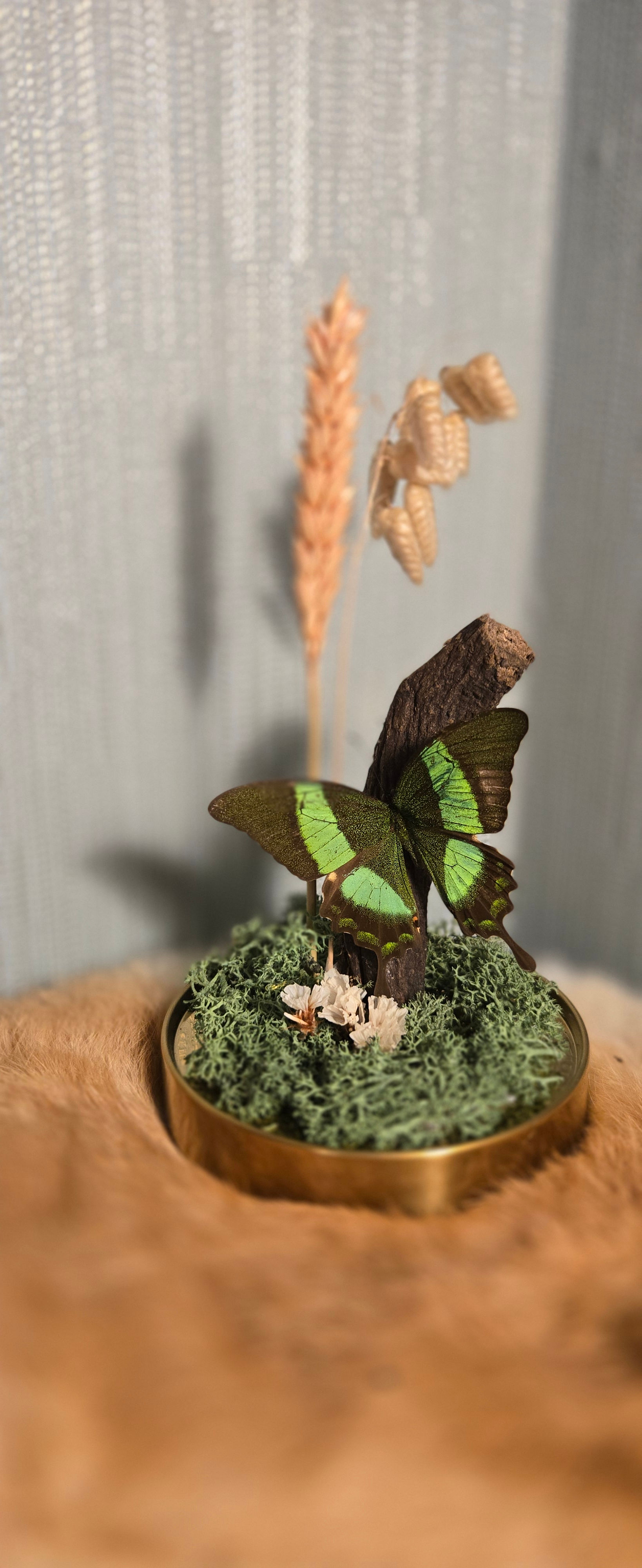Papilio Palinurus in stolp