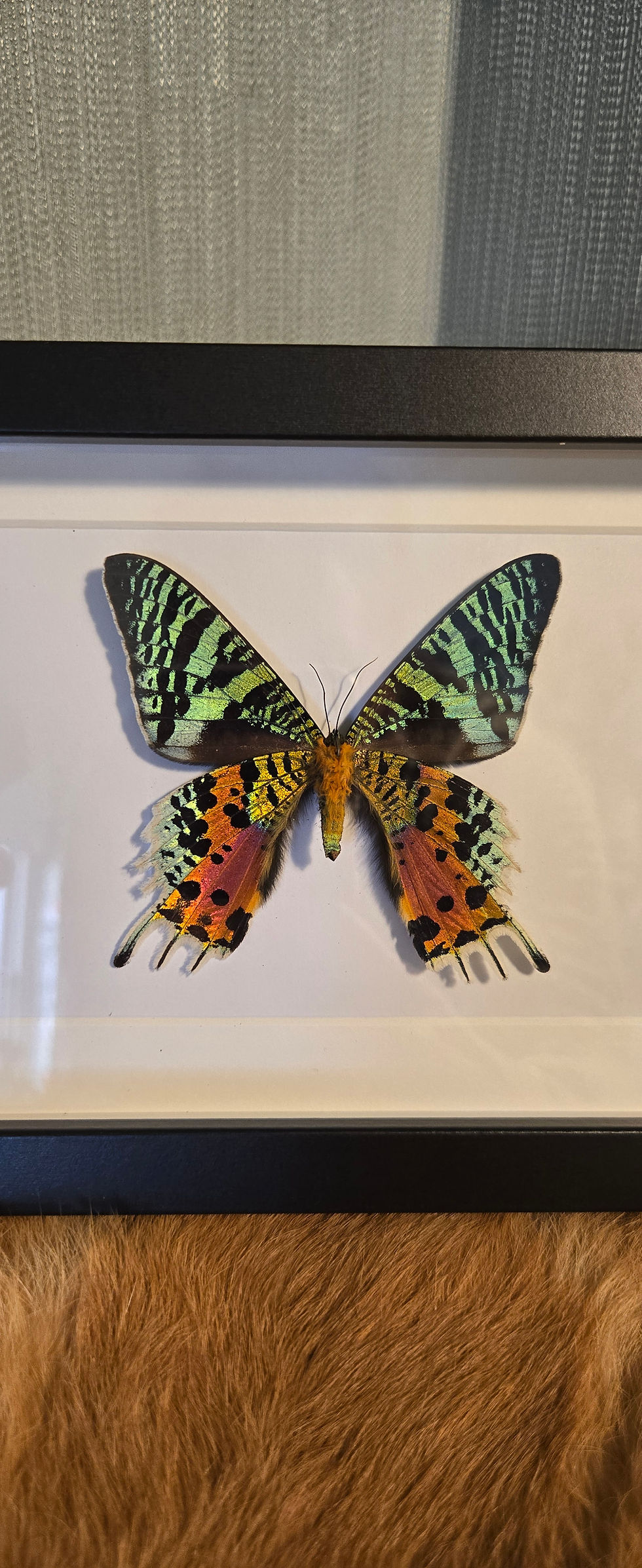 Thumbnail: Urania Ripheus