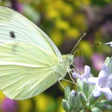 "Everything that Flutters Is Not Gold" - Lessons from the Garden