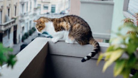 Ouverture des fenêtres et des portes-fenêtres durant le printemps : attention à vos chats