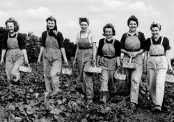 Strawberry Pickers - Wexford
