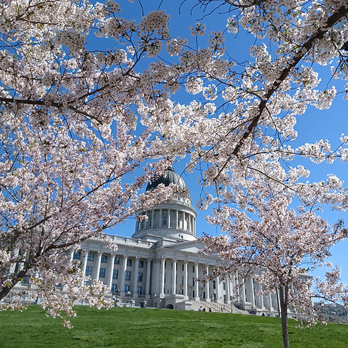 Cherry blossoms at capitol.jpg