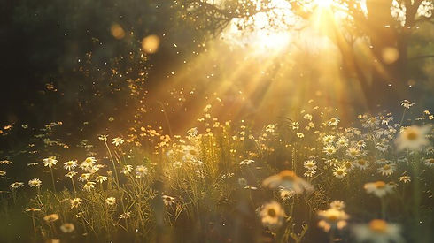 view-flower-fields-with-sunlight_789710-938.jpg