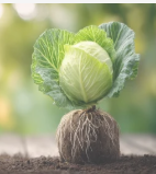 plant taking root.png