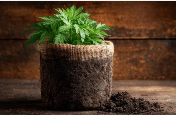 Plant in burlap .png