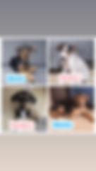 Rocky, Milo , Esmeralda, Luana