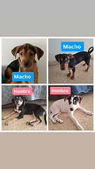 Rocky, Esmeralda , Luana , Milo