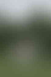 Wedding photos at Lacewood