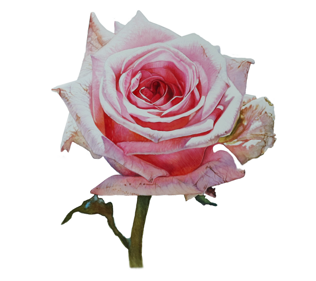 Pink_Rose_Brynn_Carroll_2025_3_edited_ed