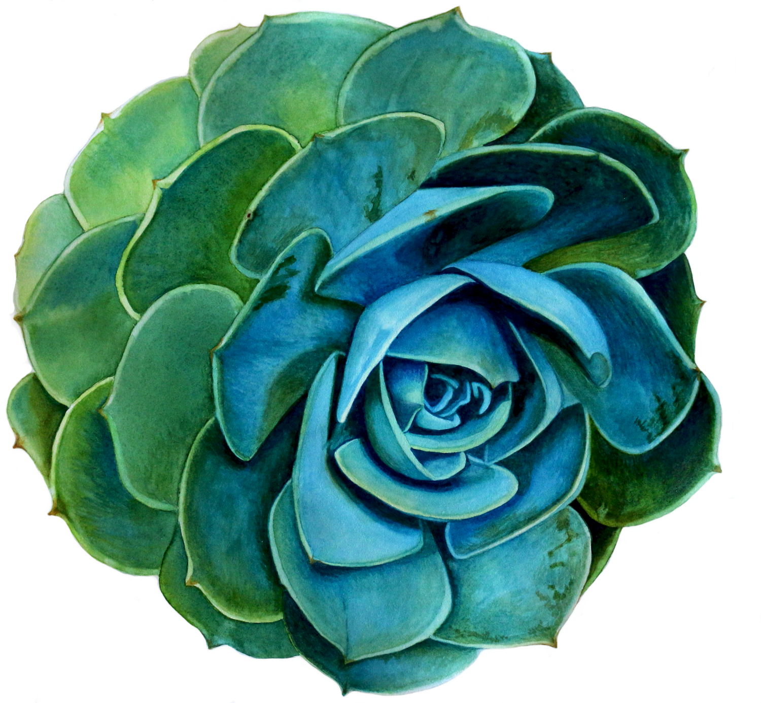 Succulents   Original Painting