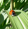 lieveheersbeestje Praktijk EnergyJoy Mediumschap Healing coaching spiritueel reading after-life consult