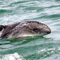 Porpoises