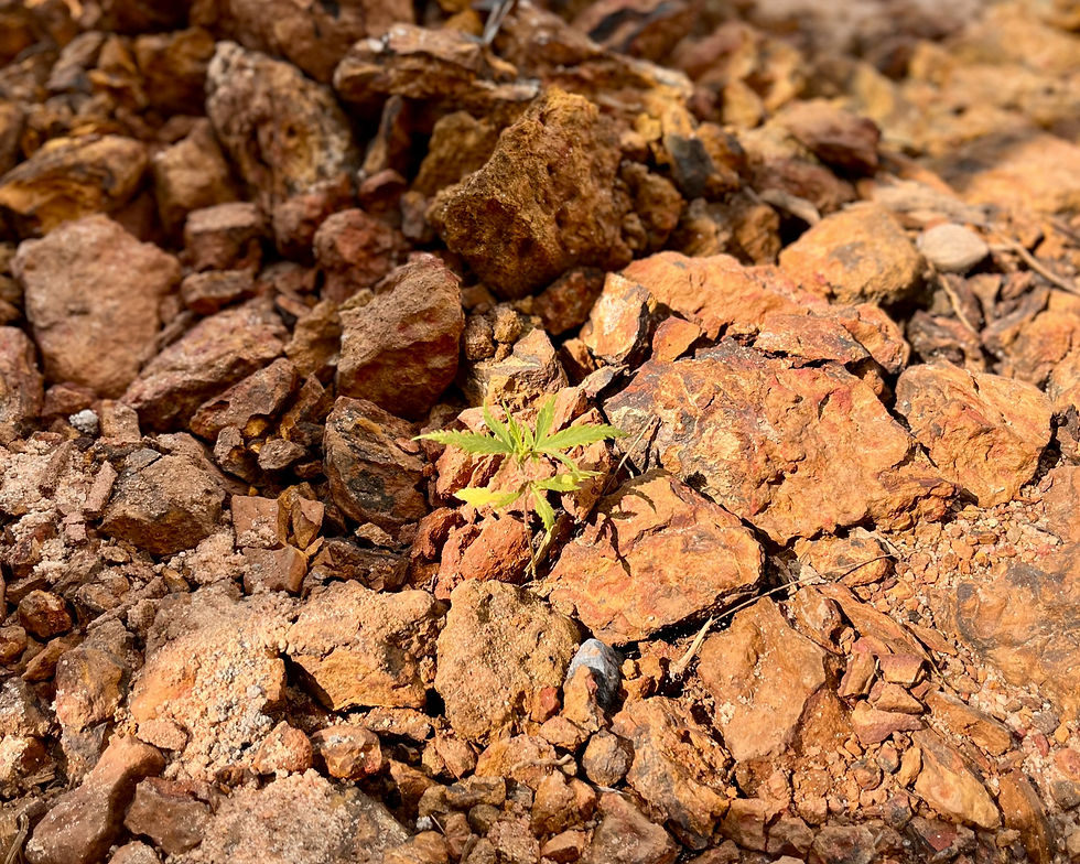 Green plant sprouting among rough, brown rocks in sunlight. Rocky texture and warm earthy tones dominate the image. Mood of resilience.
