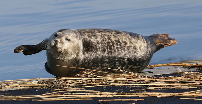 Zeehond in Nieuwpoort.jpg