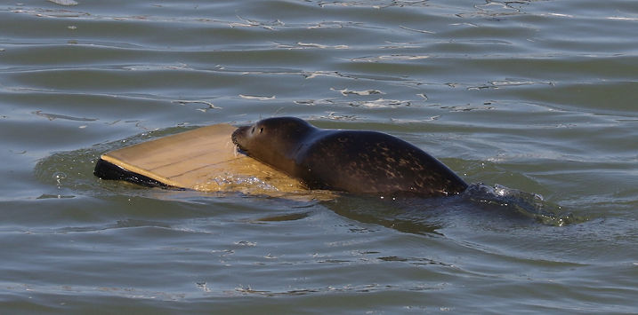 zeehond te Nieuwpoort.jpg