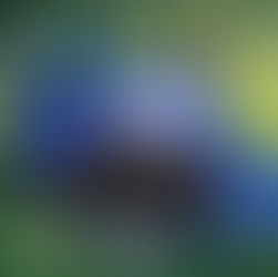 Volunteer with PRWC!