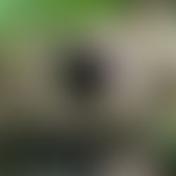 2024 Interns Continue Assessing Road-Stream Crossings in Southbury