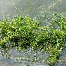 More to the Hydrilla Story: Colleague Statements on Management Strategies