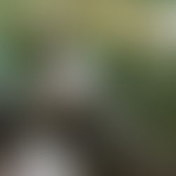 Deploying Data Loggers and Collecting Stream Samples