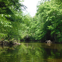 Stream Surveys Soon Underway