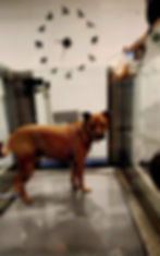 K9 HYDRO REHAB_Buddy IMG