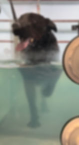 K9 HYDRO REHAB_COOPER