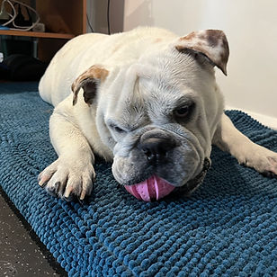 K9 HYDRO REHAB_Bamm.jpeg