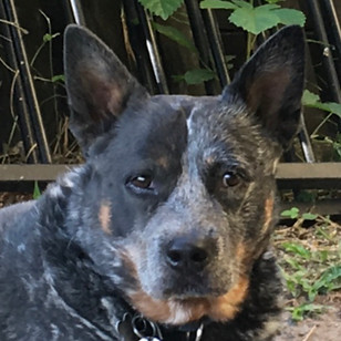 K9 HYDRO REHAB_GRINGO