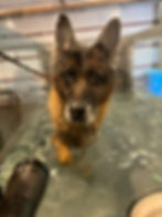 K9 HYDRO REHAB_Fritz