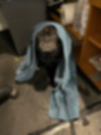 K9 HYDRO REHAB_Hank